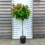  Ambrovník styraxový (Liquidambar styraciflua) ´GUMBALL´ - výška 140-160 cm, obvod kmeňa: 8/10 cm, kont. C18L - NA KMIENKU 